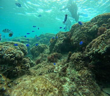 沖縄マリンサービス碧に投稿された画像（2024/12/23）