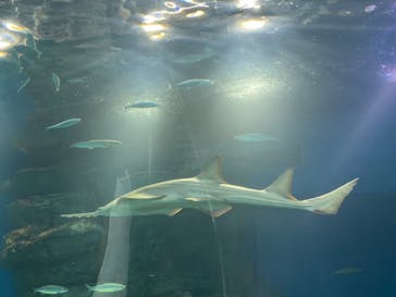 マクセル アクアパーク品川に投稿された画像（2024/12/23）