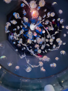 横浜・八景島シーパラダイスに投稿された画像（2024/12/23）