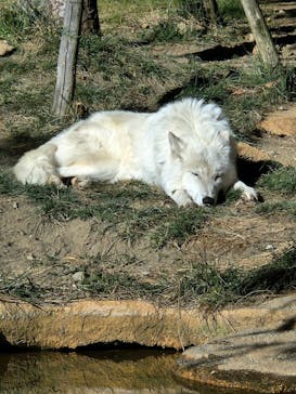 那須どうぶつ王国に投稿された画像（2024/12/23）