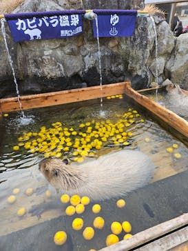 那須どうぶつ王国に投稿された画像（2024/12/23）