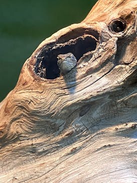 世界淡水魚園水族館　アクア・トトぎふに投稿された画像（2024/12/23）