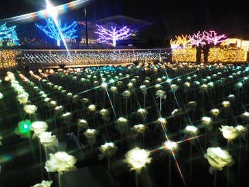 東京メガイルミに投稿された画像（2024/12/23）