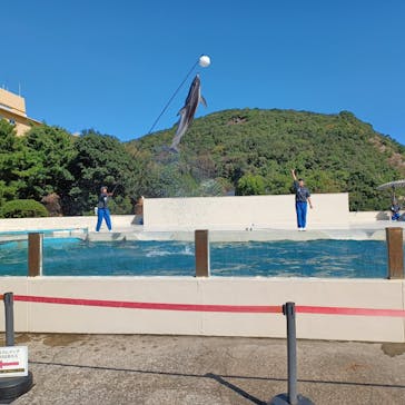 太地町立くじらの博物館に投稿された画像（2024/11/11）