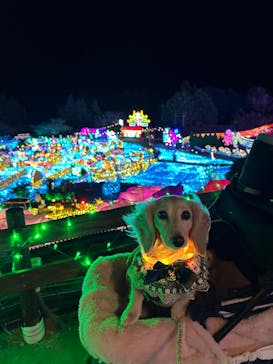 伊豆高原グランイルミに投稿された画像（2024/12/23）