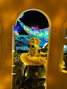 伊豆高原グランイルミに投稿された画像（2024/12/23）