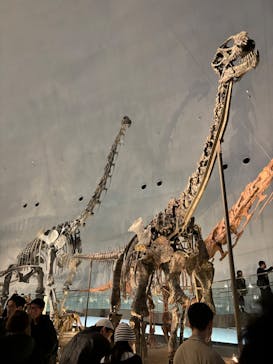 福井県立恐竜博物館に投稿された画像（2024/12/23）