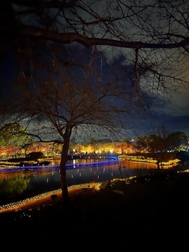 なばなの里に投稿された画像（2024/12/23）