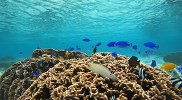 武藤潜水に投稿された画像（2024/12/24）