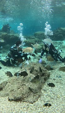 武藤潜水に投稿された画像（2024/12/24）