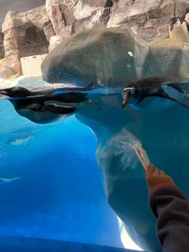 名古屋港水族館に投稿された画像（2024/12/24）