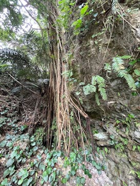 CAVE OKINAWAに投稿された画像（2024/12/24）