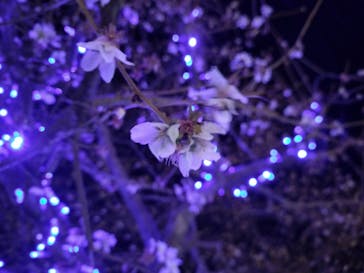 伊豆高原グランイルミに投稿された画像（2024/12/24）