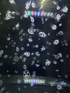 アクアワールド茨城県大洗水族館に投稿された画像（2024/12/24）