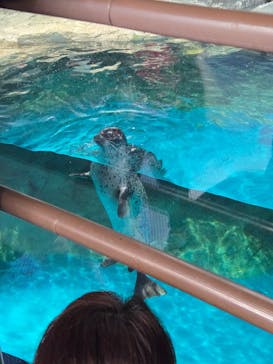 アクアワールド茨城県大洗水族館に投稿された画像（2024/12/24）