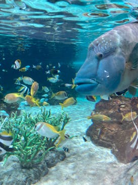 鴨川シーワールドに投稿された画像（2024/12/24）