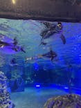 すみだ水族館に投稿された画像（2024/12/24）