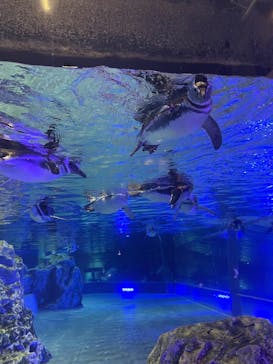 すみだ水族館に投稿された画像（2024/12/24）