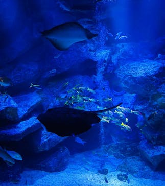 すみだ水族館に投稿された画像（2024/12/24）