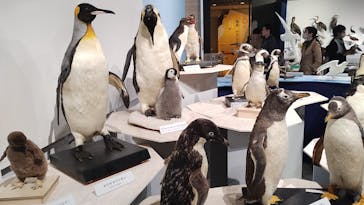 特別展「鳥 ～ゲノム解析が解き明かす新しい鳥類の系統～」国立科学博物館に投稿された画像（2024/12/24）