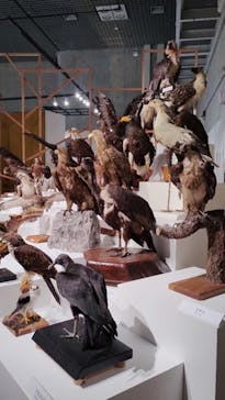 特別展「鳥 ～ゲノム解析が解き明かす新しい鳥類の系統～」国立科学博物館に投稿された画像（2024/12/24）