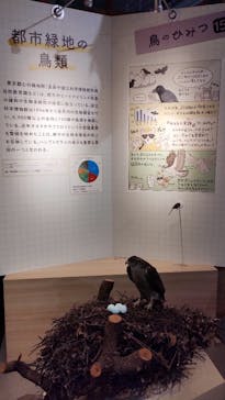 特別展「鳥 ～ゲノム解析が解き明かす新しい鳥類の系統～」国立科学博物館に投稿された画像（2024/12/24）