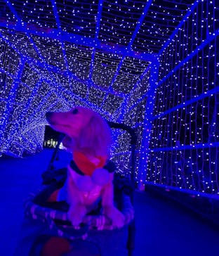 KYOTO ILLUMINATION SYNESTHESIA HILLS るり渓温泉に投稿された画像（2024/12/24）