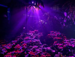 京都府立植物園　LIGHT CYCLES KYOTOに投稿された画像（2024/12/24）