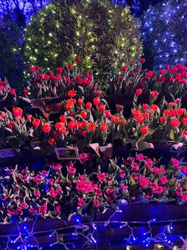 江の島シーキャンドルに投稿された画像（2024/12/24）