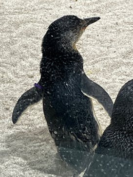 AOAO SAPPOROに投稿された画像（2024/12/24）