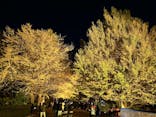 国営昭和記念公園 秋の夜散歩に投稿された画像（2024/12/25）