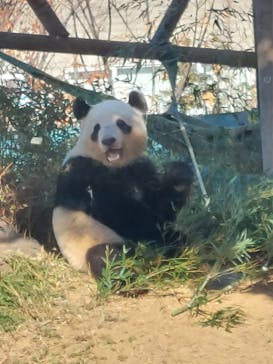 恩賜上野動物園に投稿された画像（2024/12/25）