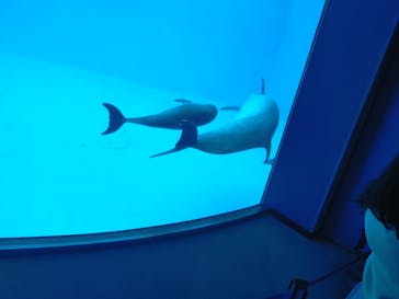 名古屋港水族館に投稿された画像（2024/12/25）