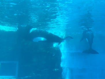 名古屋港水族館に投稿された画像（2024/12/25）