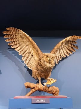 特別展「鳥 ～ゲノム解析が解き明かす新しい鳥類の系統～」国立科学博物館に投稿された画像（2024/12/25）