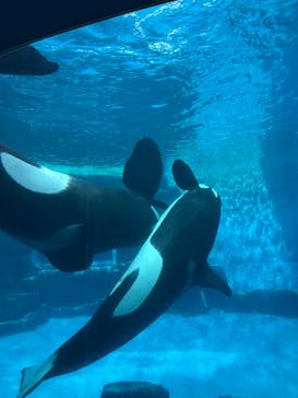 名古屋港水族館に投稿された画像（2024/12/25）