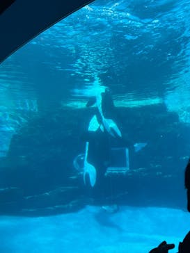 名古屋港水族館に投稿された画像（2024/12/25）