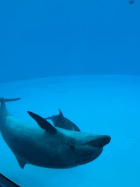 名古屋港水族館に投稿された画像（2024/12/25）