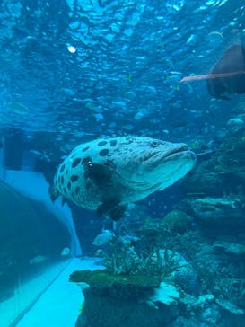 名古屋港水族館に投稿された画像（2024/12/25）
