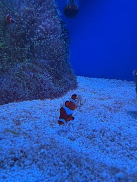 名古屋港水族館に投稿された画像（2024/12/25）