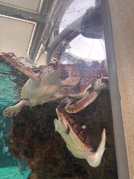 鴨川シーワールドに投稿された画像（2024/12/25）