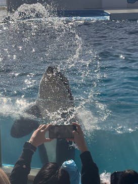 鴨川シーワールドに投稿された画像（2024/12/25）