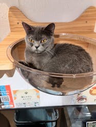 ぶさかわcafe 京都河原町店に投稿された画像（2024/12/25）