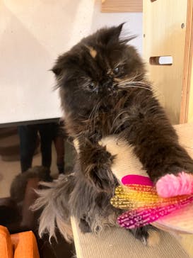 ぶさかわcafe 京都河原町店に投稿された画像（2024/12/25）