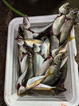 With Ocean（ウィズオーシャン）に投稿された画像（2024/12/24）