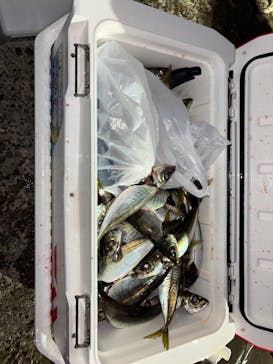 With Ocean（ウィズオーシャン）に投稿された画像（2024/12/24）