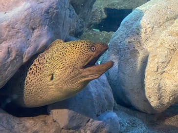 しながわ水族館に投稿された画像（2024/12/25）