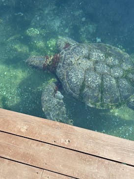 串本海中公園水族館に投稿された画像（2024/12/25）