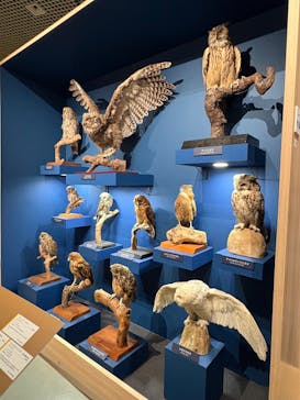 特別展「鳥 ～ゲノム解析が解き明かす新しい鳥類の系統～」国立科学博物館に投稿された画像（2024/12/25）