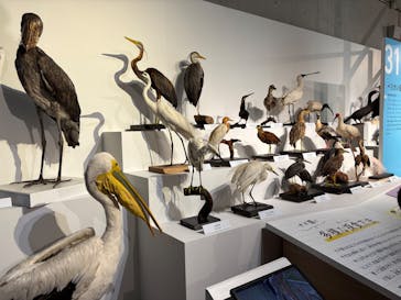 特別展「鳥 ～ゲノム解析が解き明かす新しい鳥類の系統～」国立科学博物館に投稿された画像（2024/12/25）